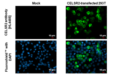 Anti-CELSR2 antibody [HL4485] used in Immunocytochemistry/ Immunofluorescence (ICC/IF). GTX644052